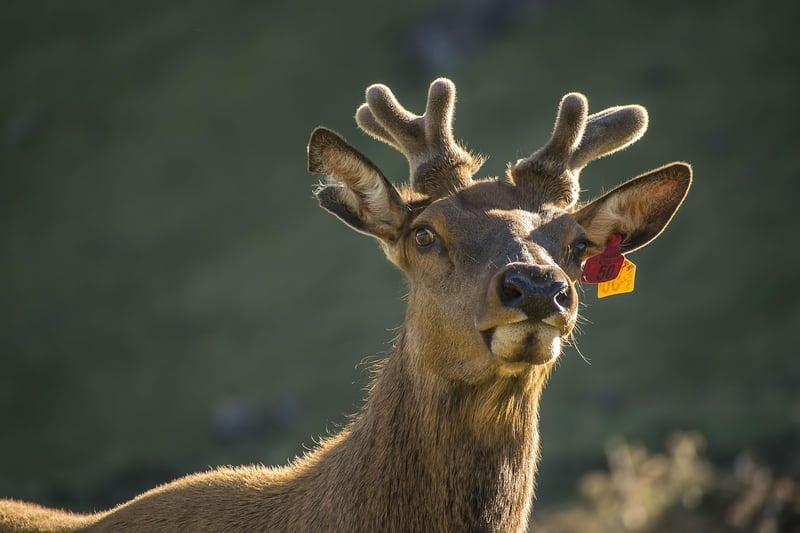 Plastic Bottle Reindeer